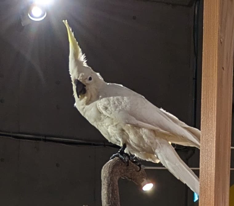 キバタン / イベント: 鳥 ～ゲノム解析が解き明かす新しい鳥類の系統～の写真
