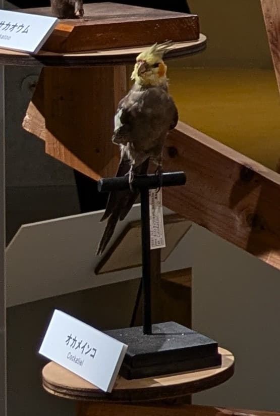オカメインコ / イベント: 鳥 ～ゲノム解析が解き明かす新しい鳥類の系統～の写真