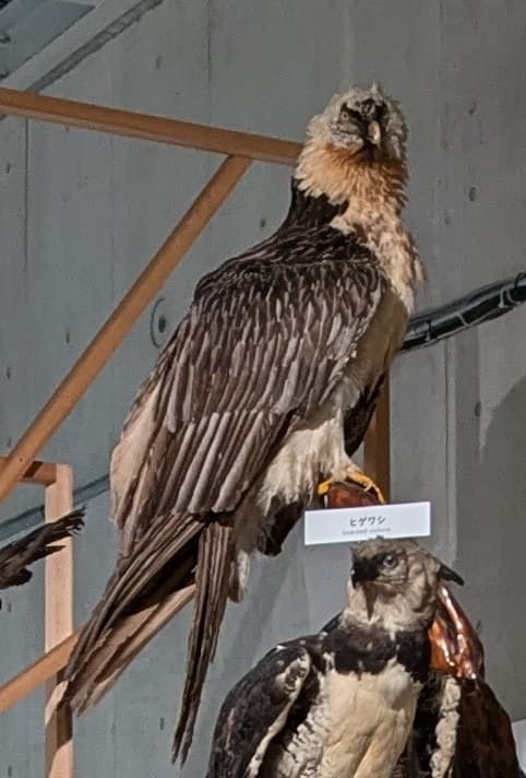 ヒゲワシ / イベント: 鳥 ～ゲノム解析が解き明かす新しい鳥類の系統～の写真