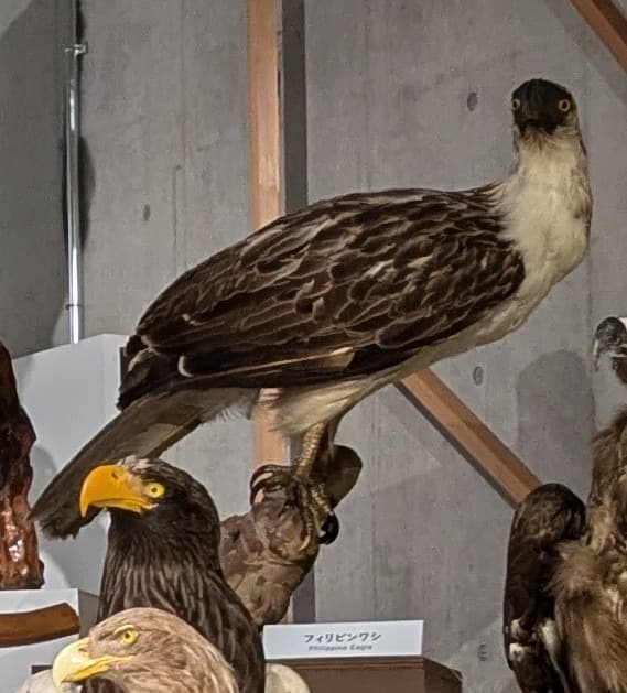 フィリピンワシ / イベント: 鳥 ～ゲノム解析が解き明かす新しい鳥類の系統～の写真