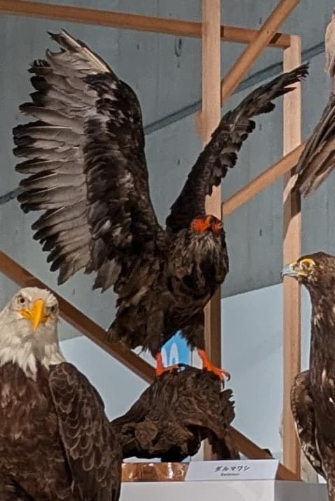 ダルマワシ / イベント: 鳥 ～ゲノム解析が解き明かす新しい鳥類の系統～の写真
