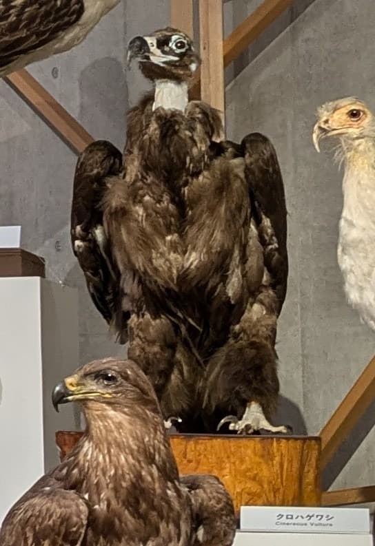 クロハゲワシ / イベント: 鳥 ～ゲノム解析が解き明かす新しい鳥類の系統～の写真
