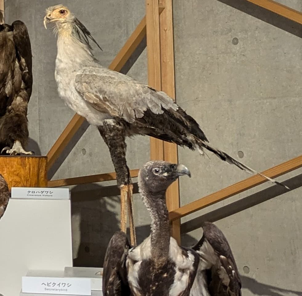 ヘビクイワシ / イベント: 鳥 ～ゲノム解析が解き明かす新しい鳥類の系統～の写真