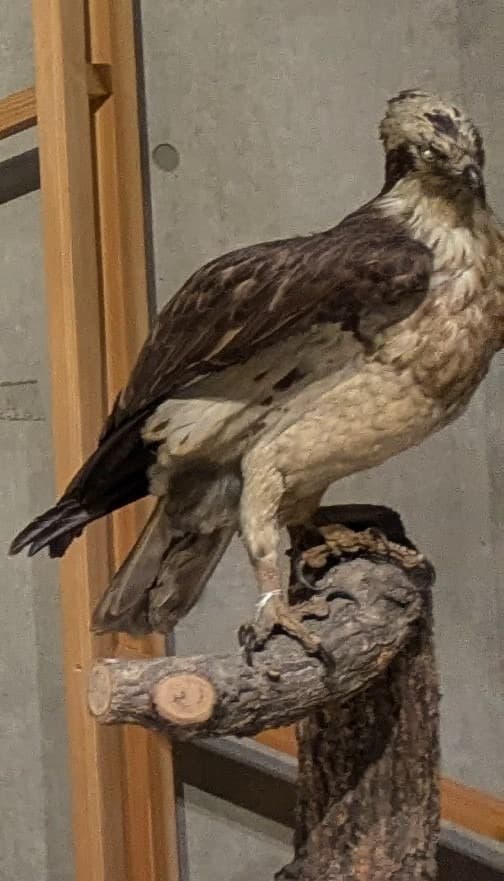 ミサゴ / イベント: 鳥 ～ゲノム解析が解き明かす新しい鳥類の系統～の写真