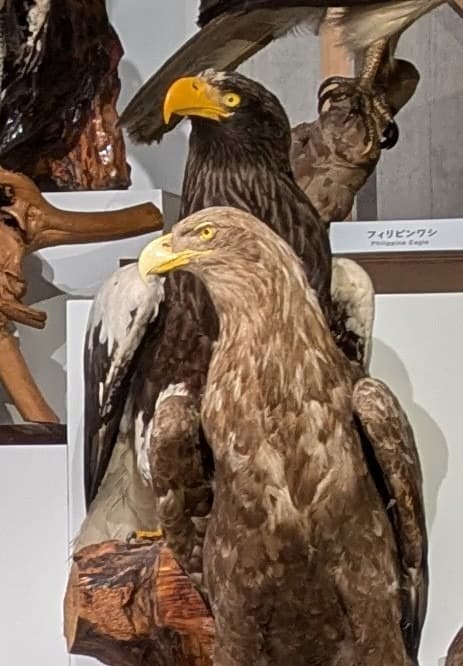 オオワシ / イベント: 鳥 ～ゲノム解析が解き明かす新しい鳥類の系統～の写真