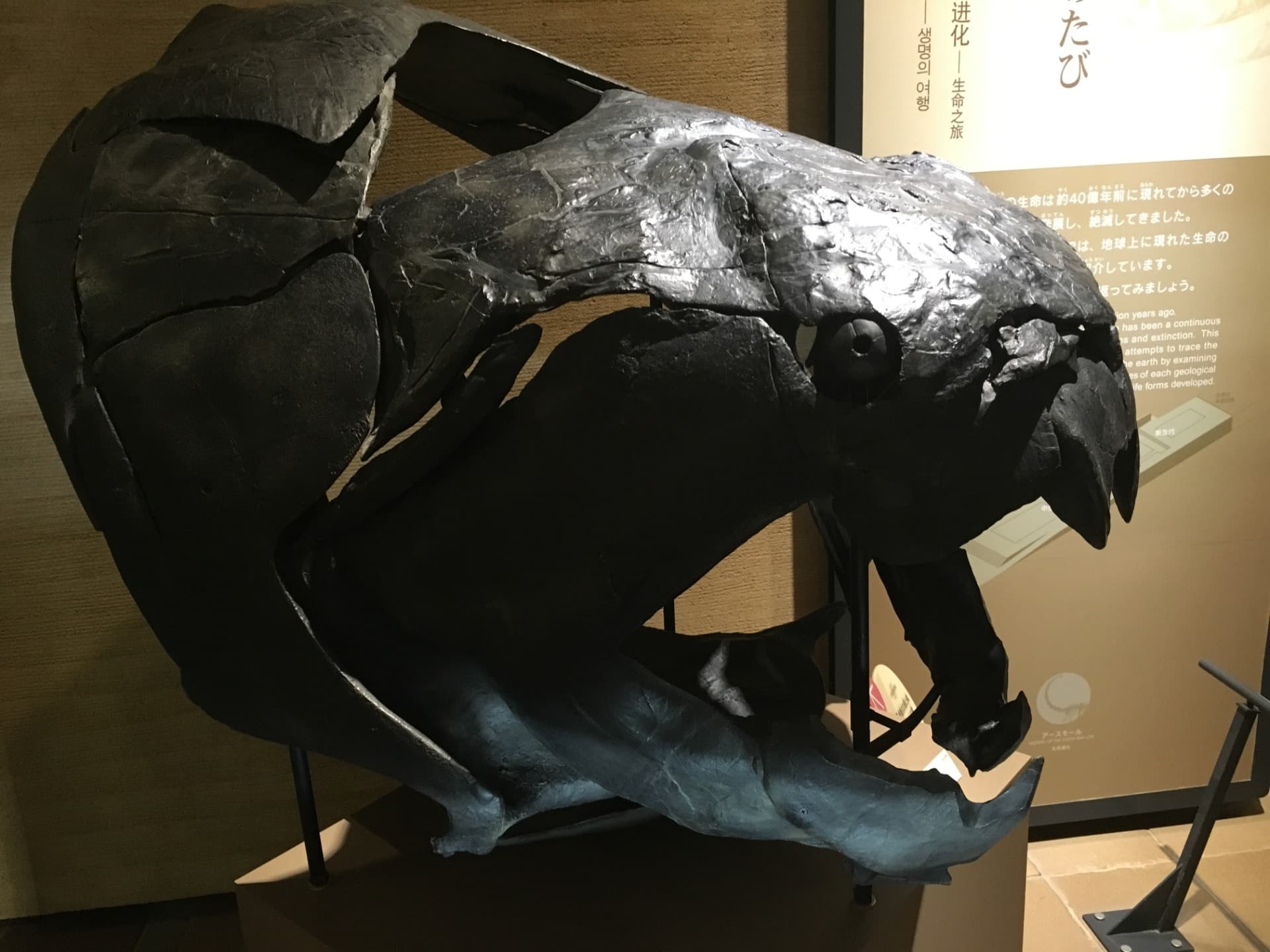ダンクルオステウス / 撮影地: 北九州市立いのちのたび博物館の写真