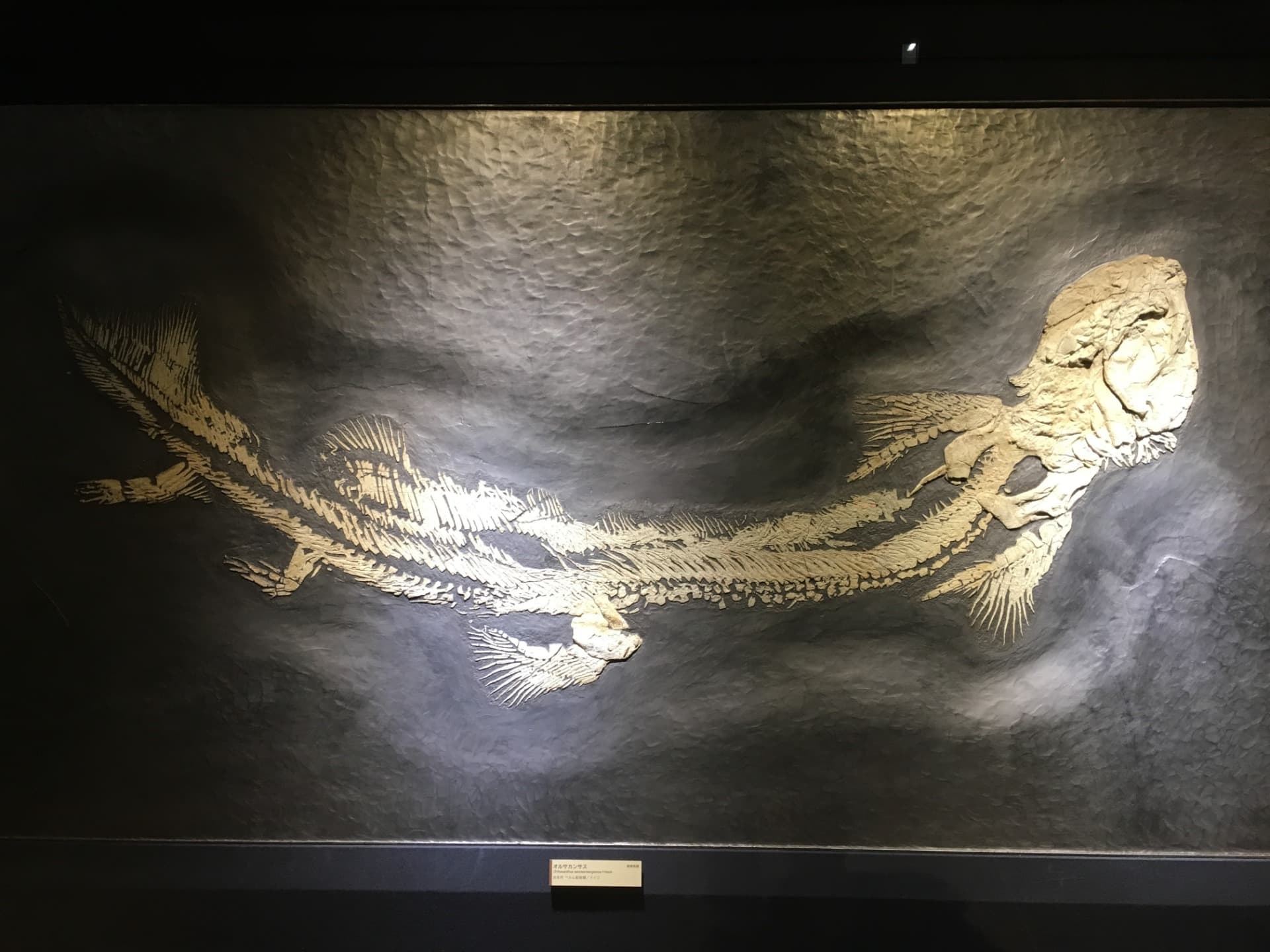 オルサカンサス / 撮影地: 北九州市立いのちのたび博物館の写真