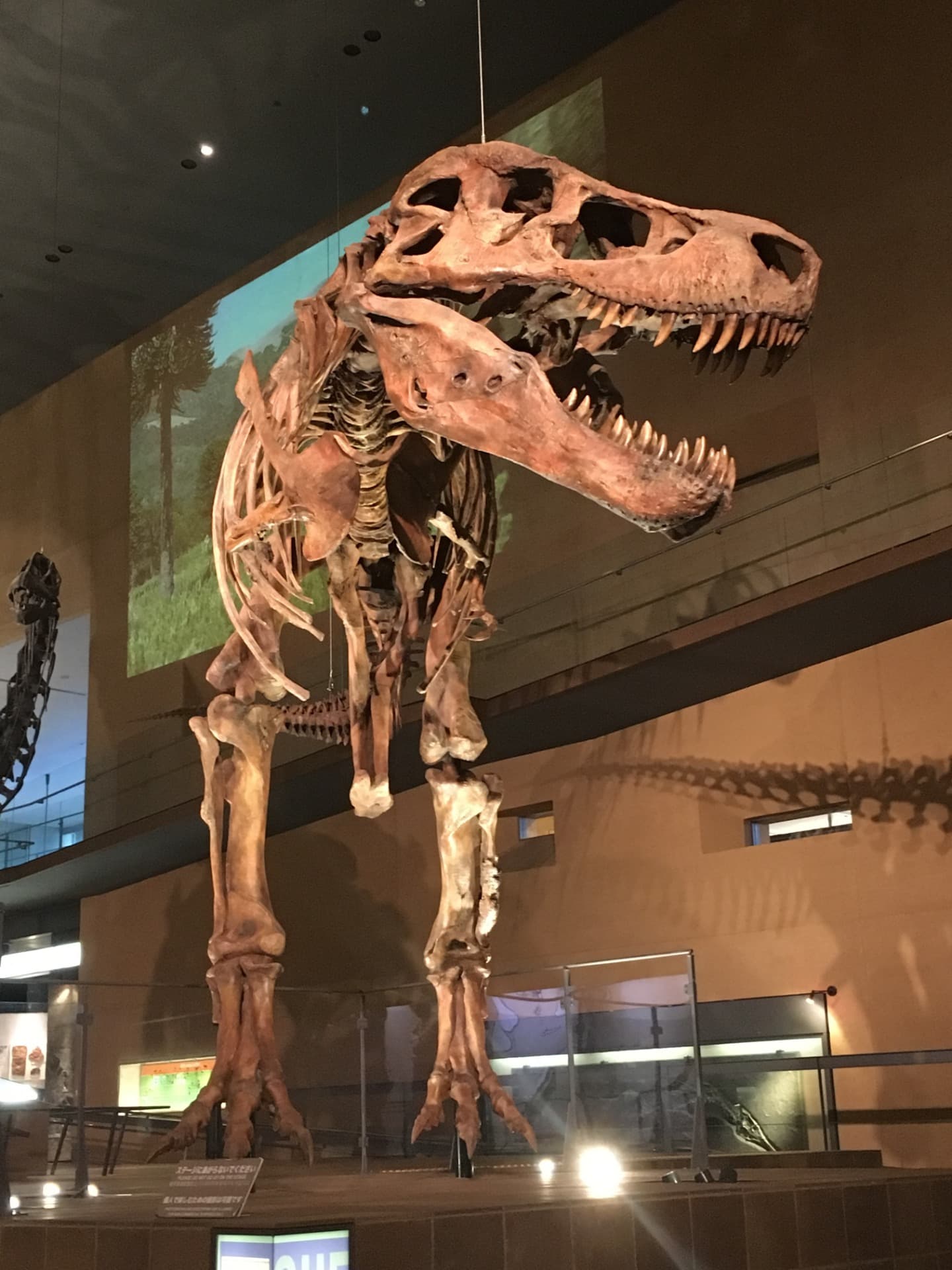 ティラノサウルス / 撮影地: 北九州市立いのちのたび博物館の写真