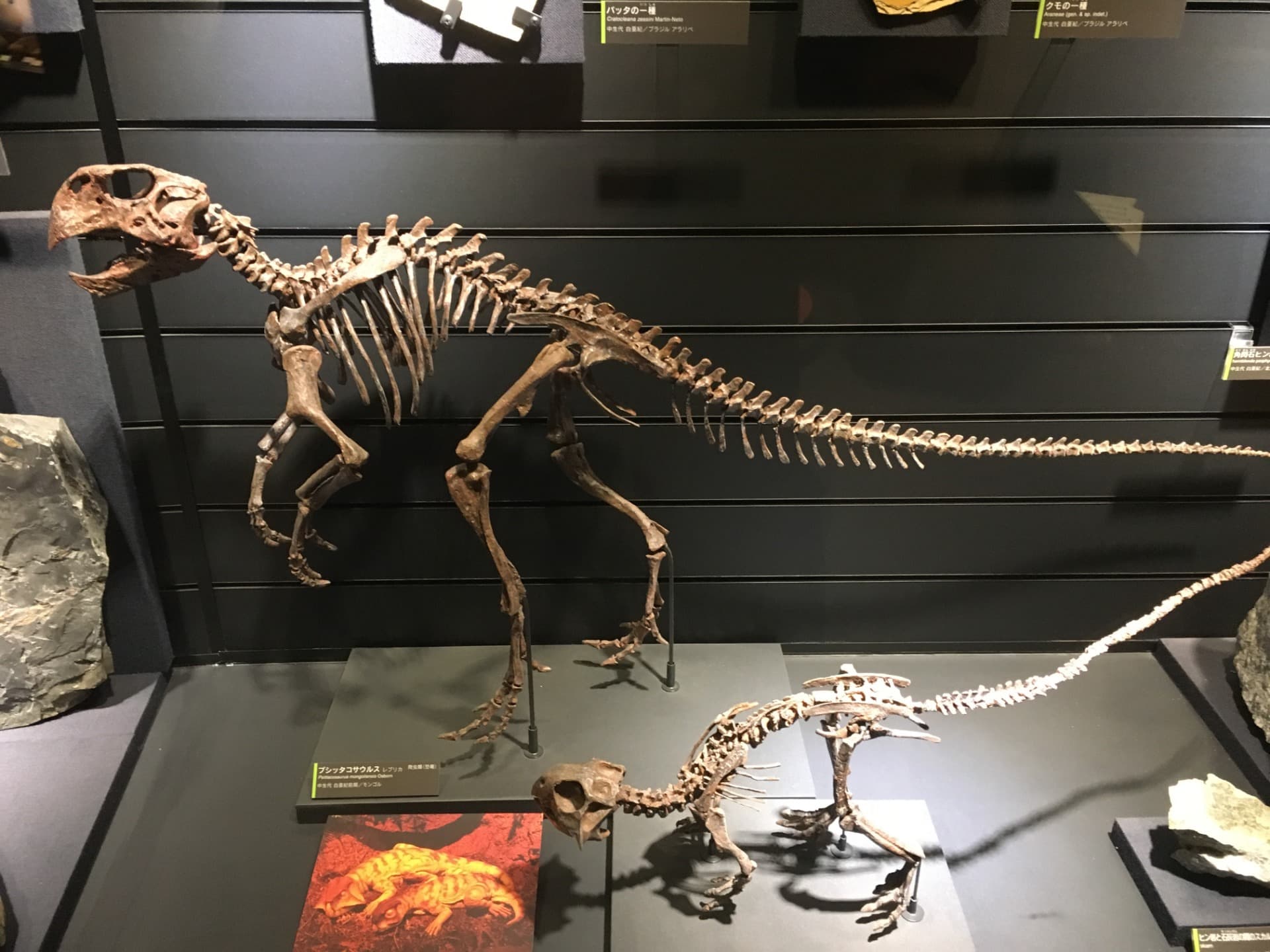 プシッタコサウルス / 撮影地: 北九州市立いのちのたび博物館の写真