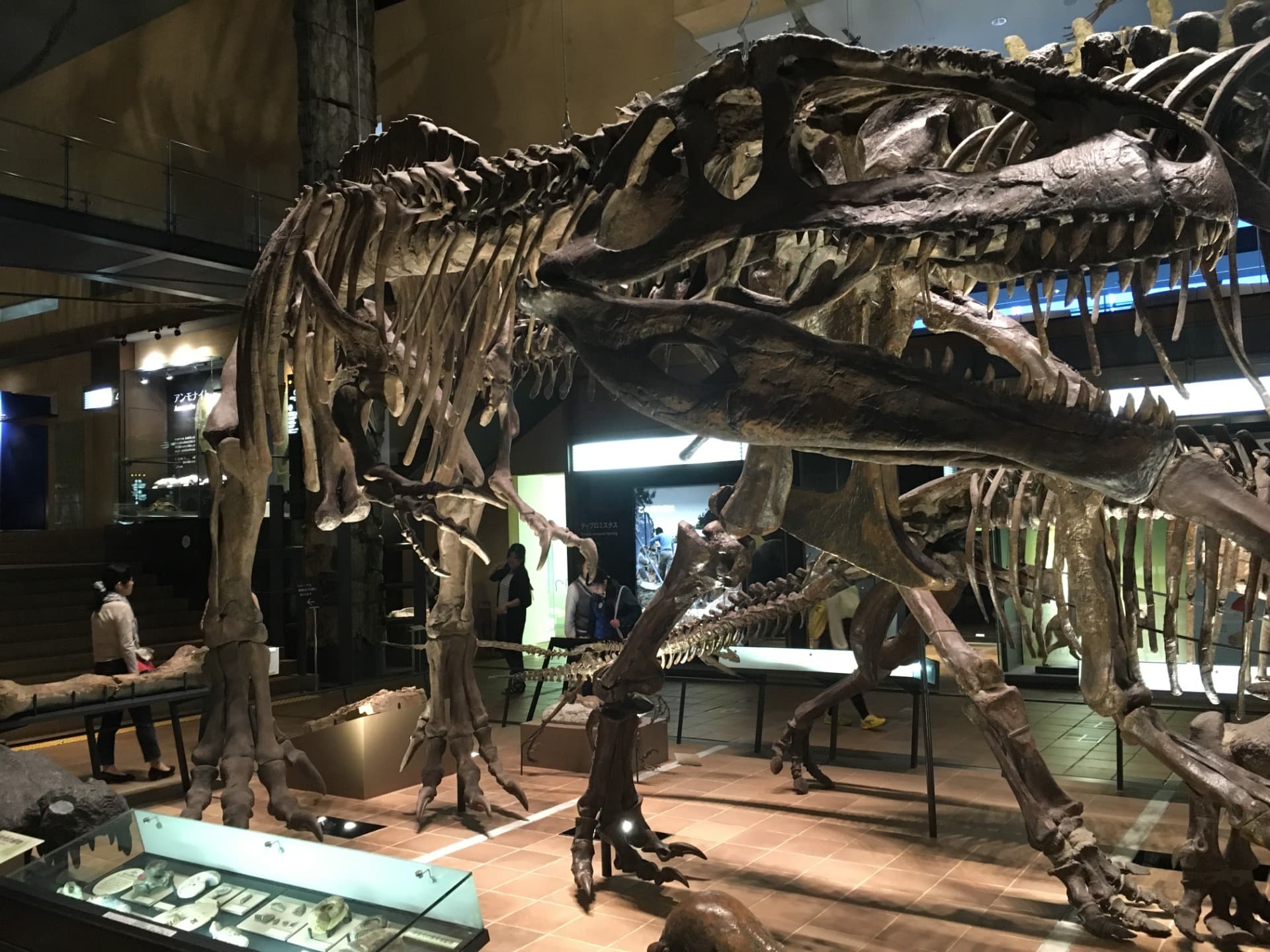 ギガノトサウルス / 撮影地: 北九州市立いのちのたび博物館の写真