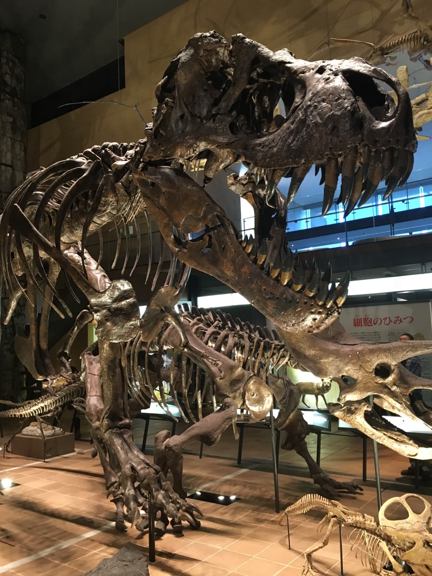 ティラノサウルス / 撮影地: 北九州市立いのちのたび博物館の写真