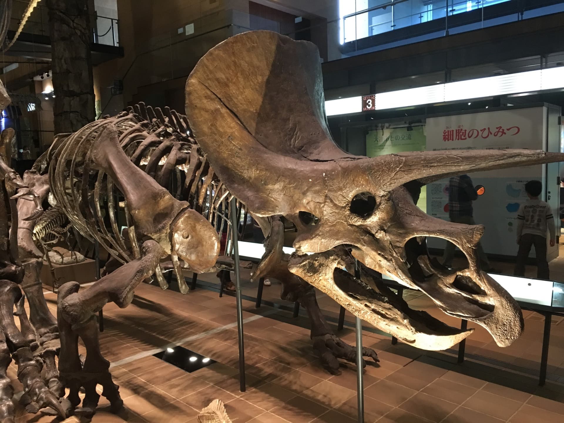 トリケラトプス / 撮影地: 北九州市立いのちのたび博物館の写真