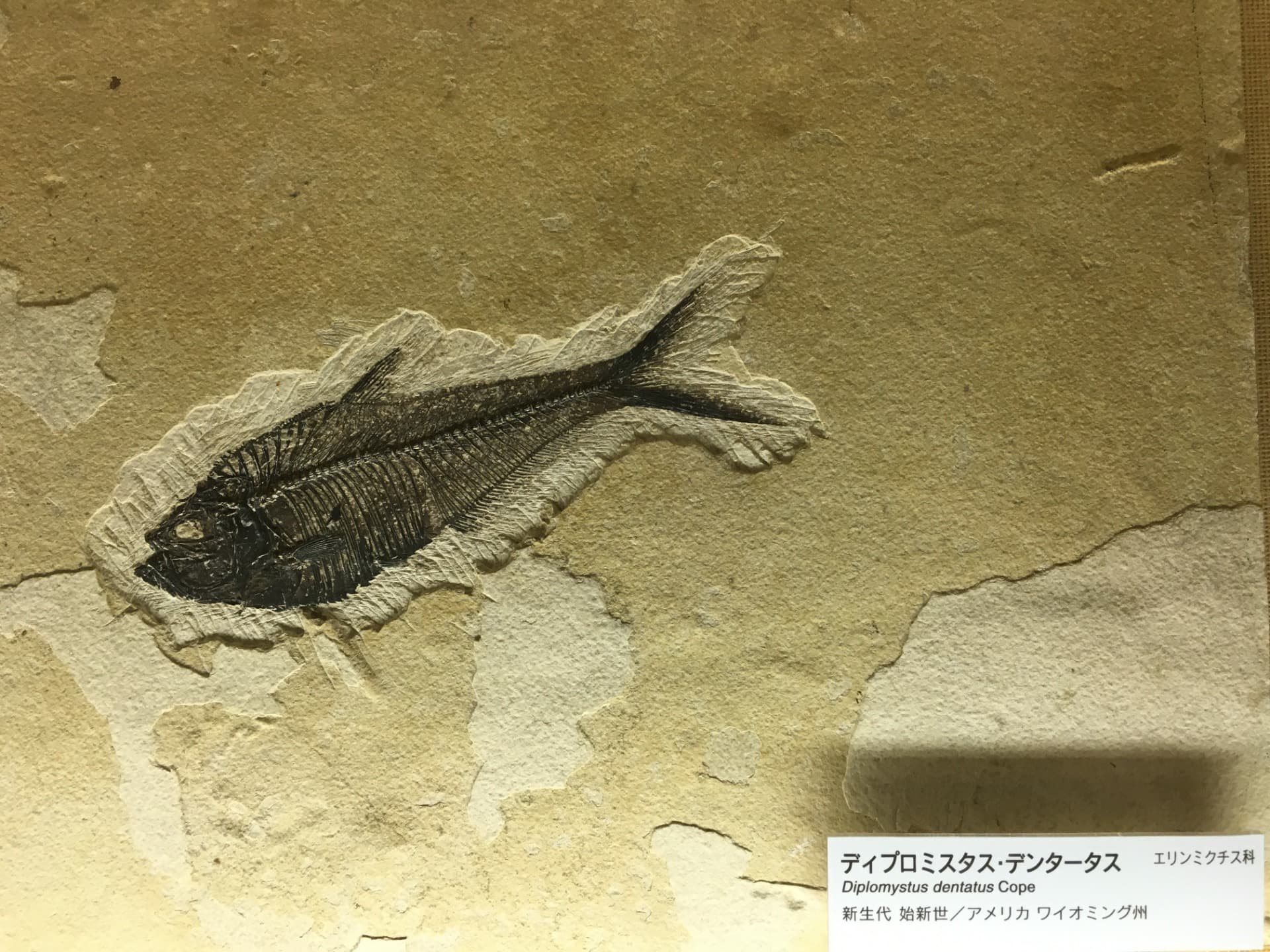 ディプロミスタス / 撮影地: 北九州市立いのちのたび博物館の写真