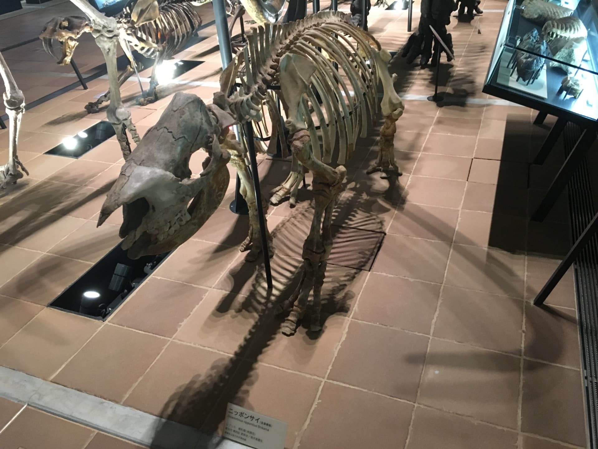 ニッポンサイ / 撮影地: 北九州市立いのちのたび博物館の写真