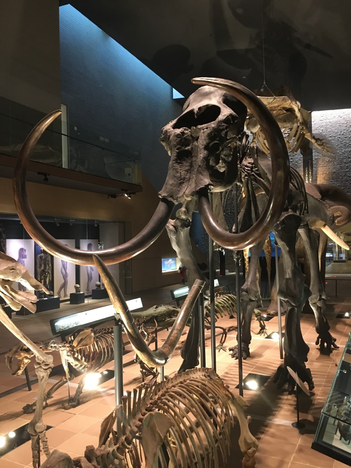 マンモス / 撮影地: 北九州市立いのちのたび博物館の写真