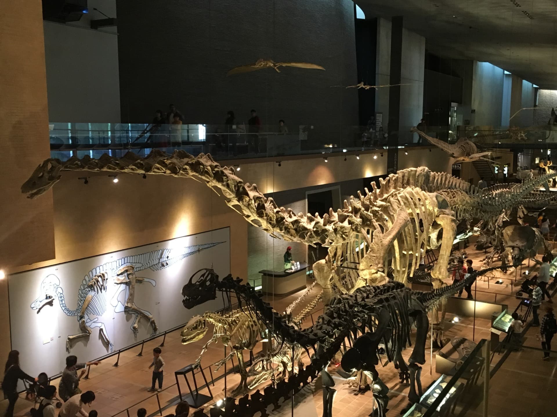 ディプロドクス / 撮影地: 北九州市立いのちのたび博物館の写真
