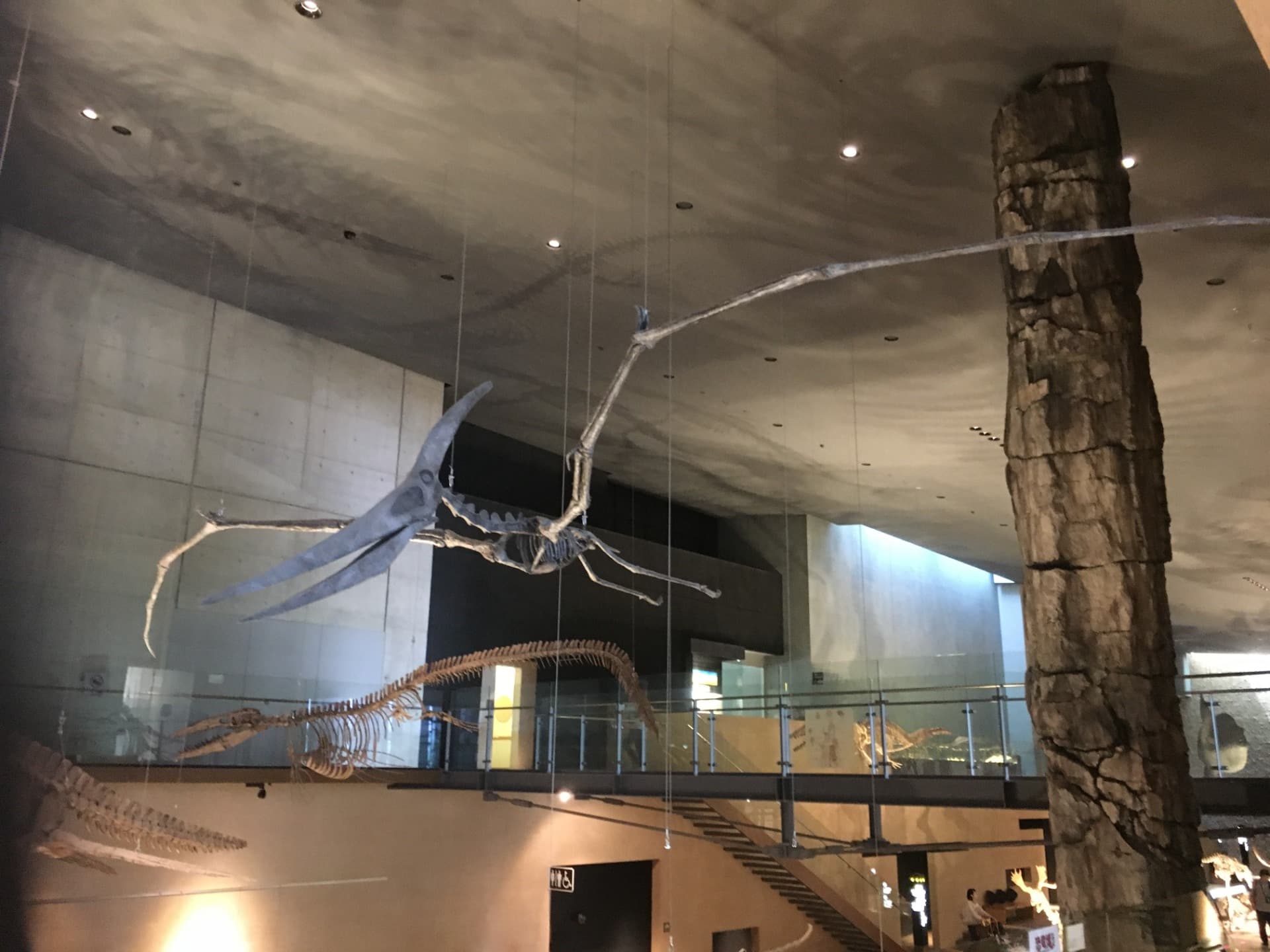 プテラノドン / 撮影地: 北九州市立いのちのたび博物館の写真
