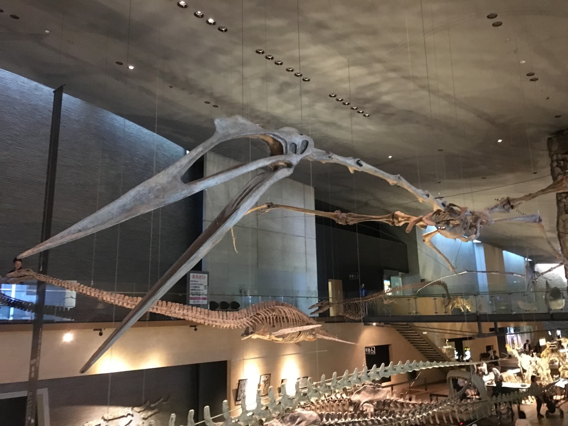 ケツァルコアトルス / 撮影地: 北九州市立いのちのたび博物館の写真