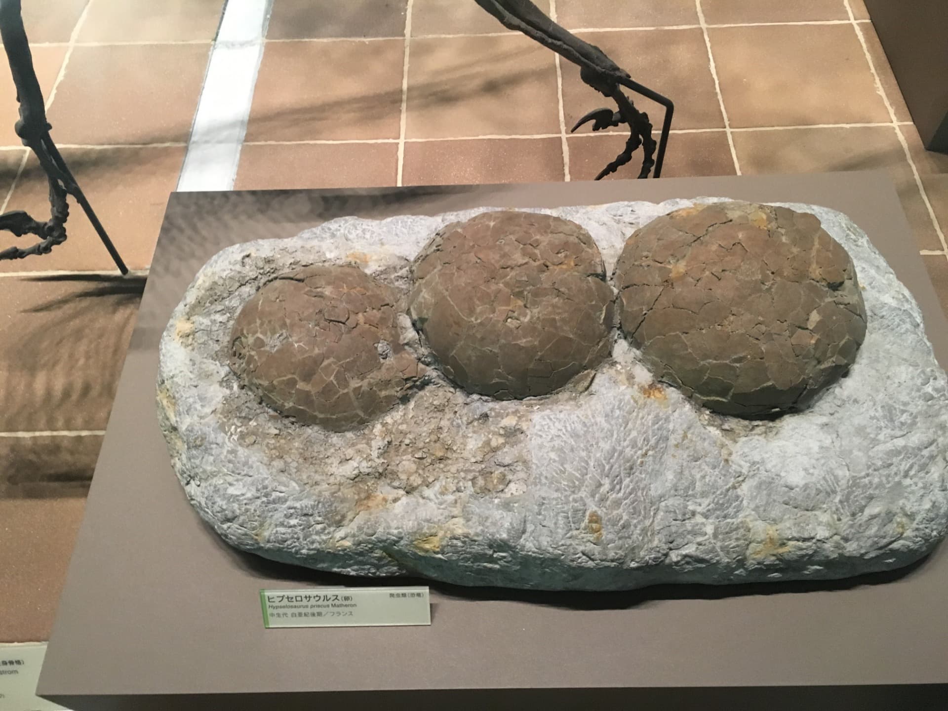 ヒプセロサウルス / 撮影地: 北九州市立いのちのたび博物館の写真