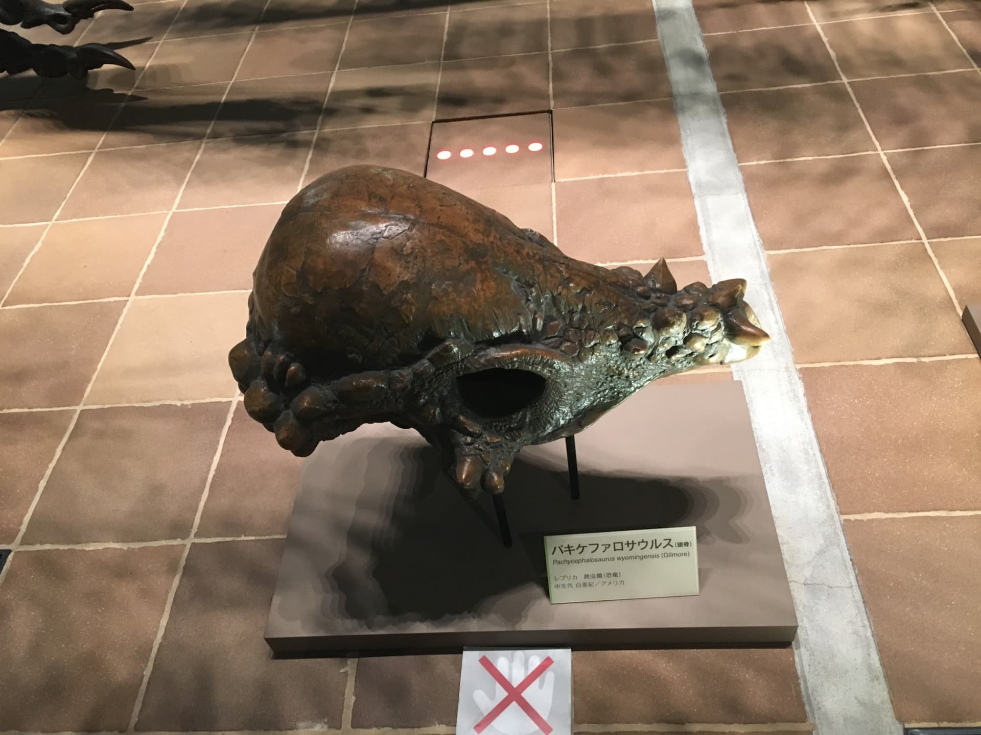 パキケファロサウルス / 撮影地: 北九州市立いのちのたび博物館の写真