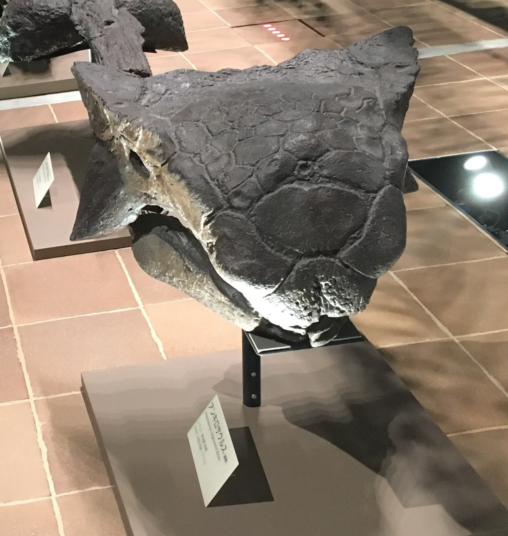 アンキロサウルス / 撮影地: 北九州市立いのちのたび博物館の写真