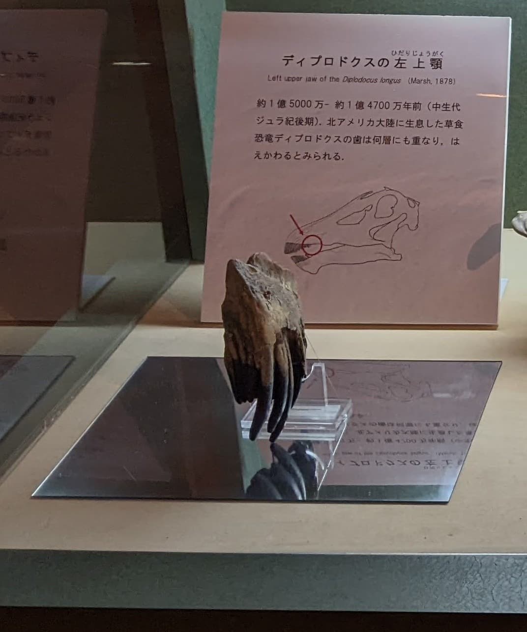 ディプロドクス / 撮影地: 東海大学自然史博物館の写真
