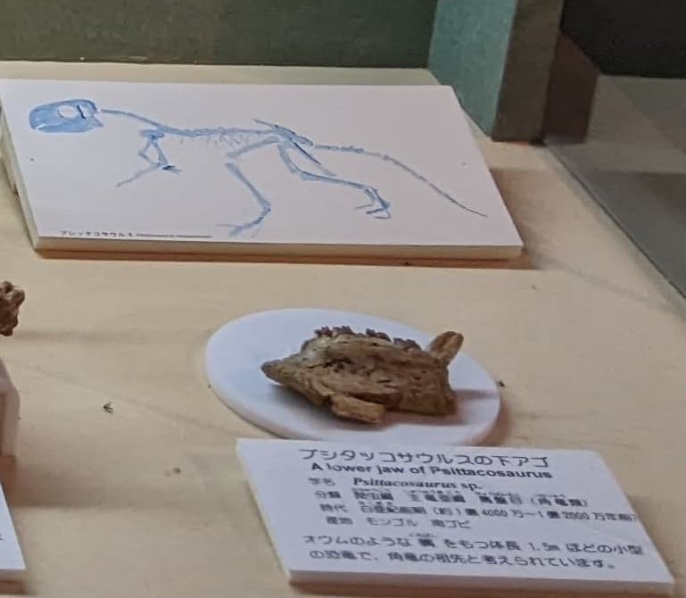 プシッタコサウルス / 撮影地: 東海大学自然史博物館の写真