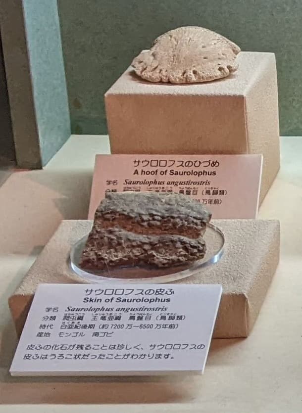 サウロロフス / 撮影地: 東海大学自然史博物館の写真