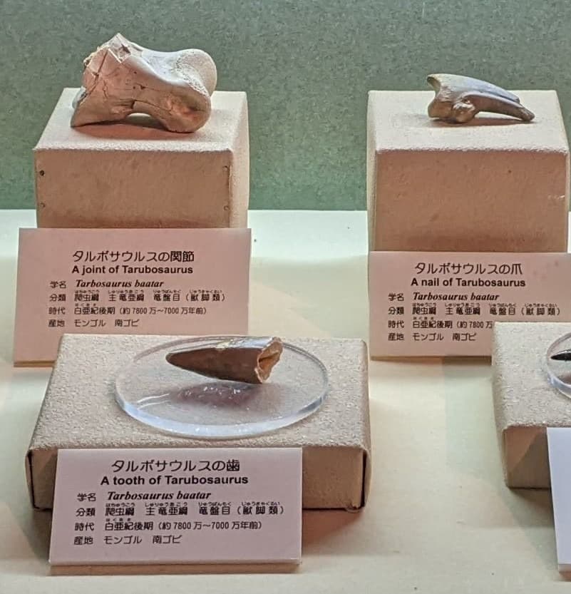 タルボサウルス / 撮影地: 東海大学自然史博物館の写真