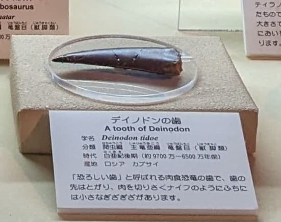 デイノドン / 撮影地: 東海大学自然史博物館の写真