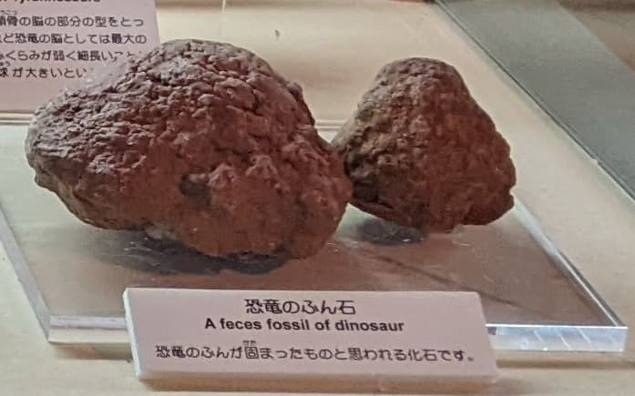 撮影地: 東海大学自然史博物館の写真