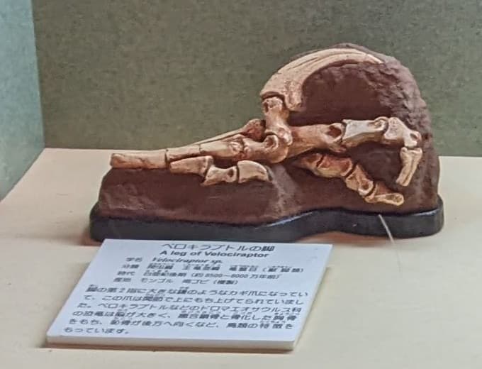 ヴェロキラプトル / 撮影地: 東海大学自然史博物館の写真
