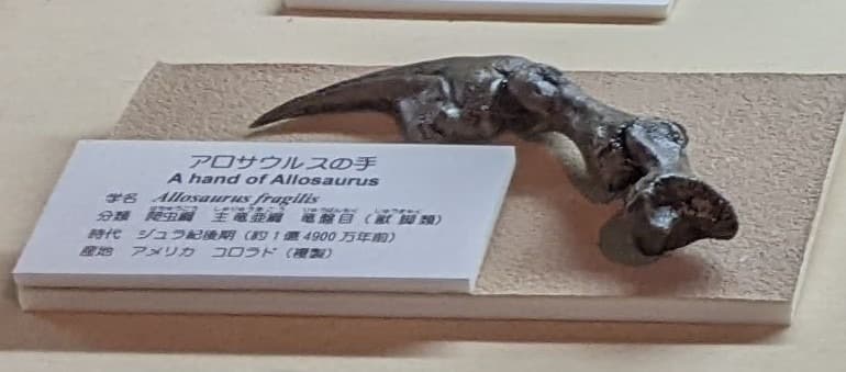 アロサウルス / 撮影地: 東海大学自然史博物館の写真