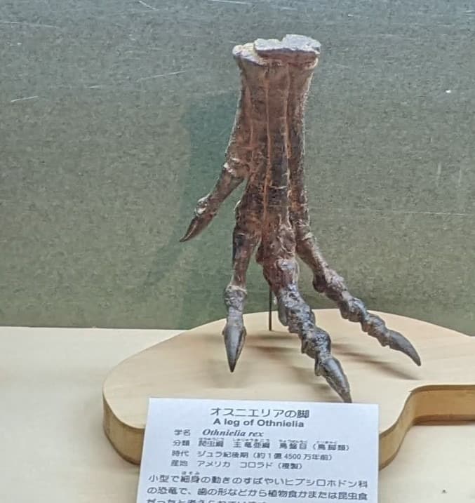 オスニエリア / 撮影地: 東海大学自然史博物館の写真