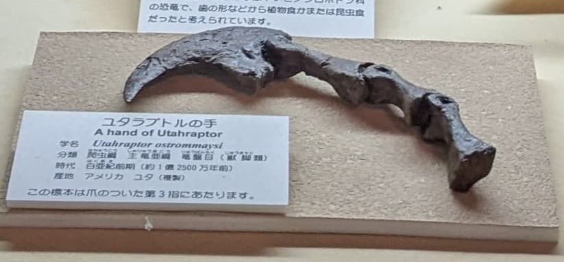 ユタラプトル / 撮影地: 東海大学自然史博物館の写真