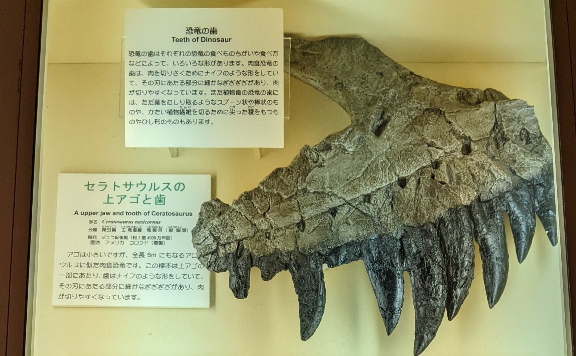 ケラトサウルス / 撮影地: 東海大学自然史博物館の写真