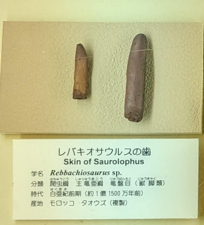 レッバキサウルス / 撮影地: 東海大学自然史博物館の写真