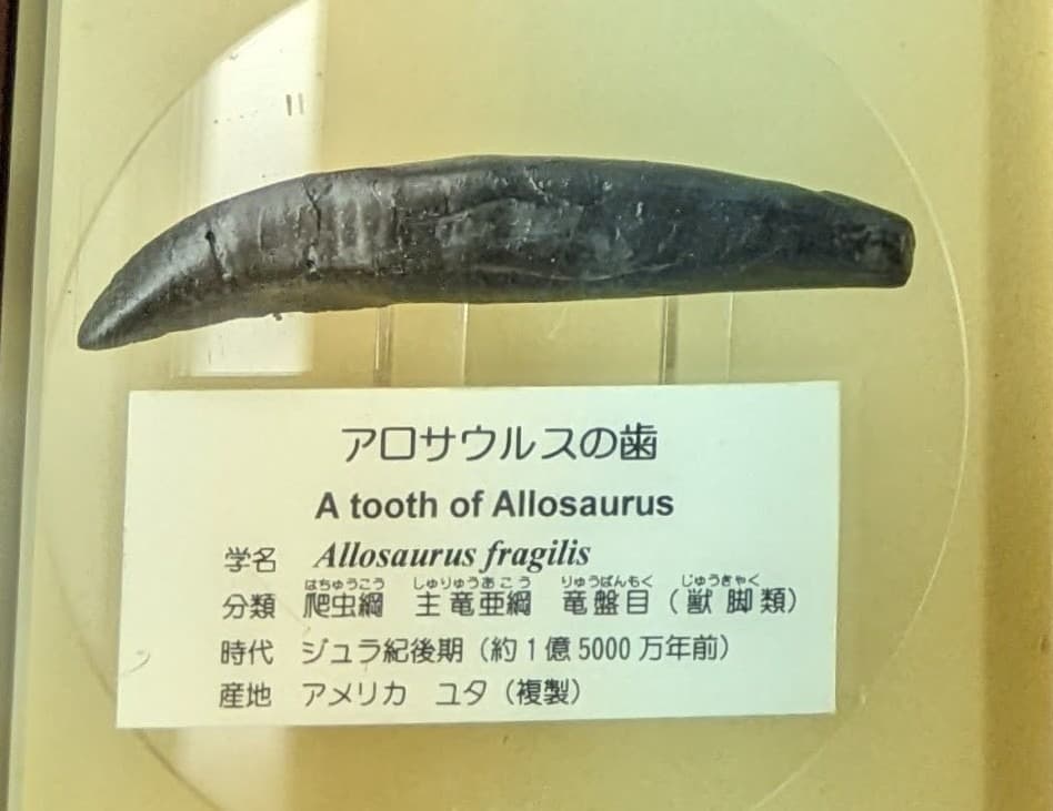 アロサウルス / 撮影地: 東海大学自然史博物館の写真