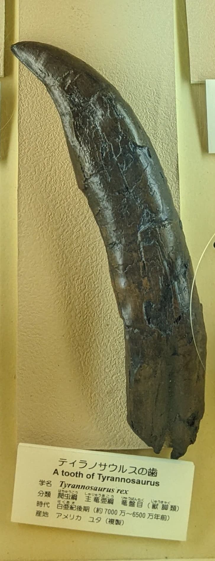 ティラノサウルス / 撮影地: 東海大学自然史博物館の写真