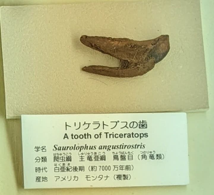 トリケラトプス / 撮影地: 東海大学自然史博物館の写真