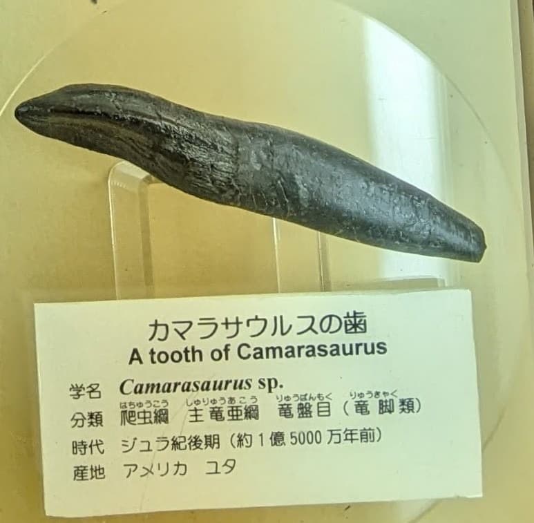 カマラサウルス / 撮影地: 東海大学自然史博物館の写真