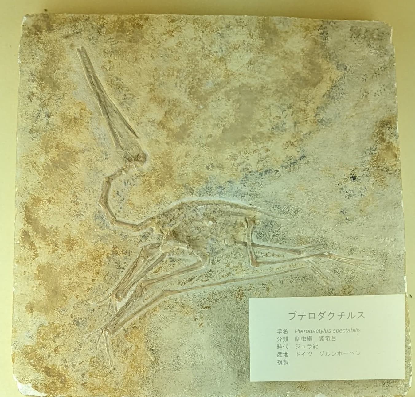 プテロダクティルス / 撮影地: 東海大学自然史博物館の写真