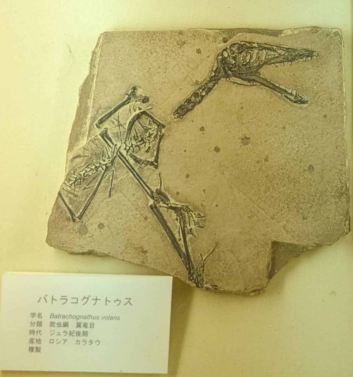 バトラコグナトゥス / 撮影地: 東海大学自然史博物館の写真
