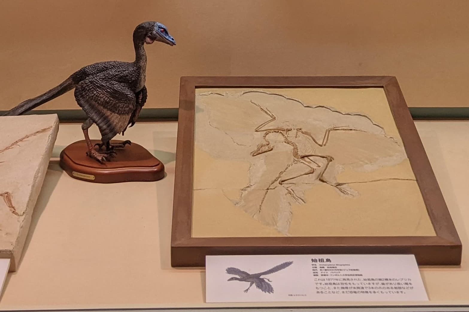 始祖鳥 / 撮影地: 東海大学自然史博物館の写真