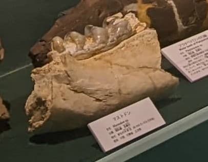 マストドン / 撮影地: 東海大学自然史博物館の写真
