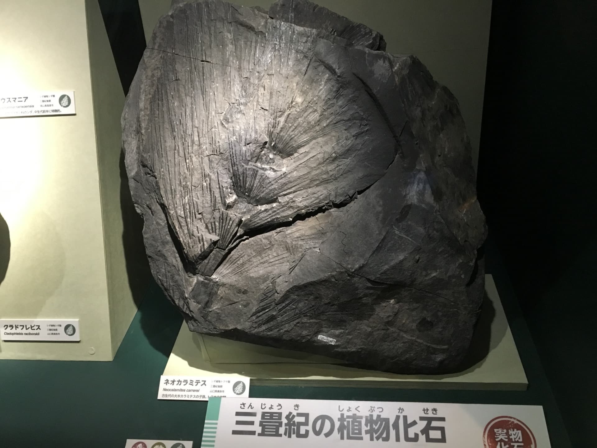 ネオカラミテス / イベント: 恐竜博2016の写真
