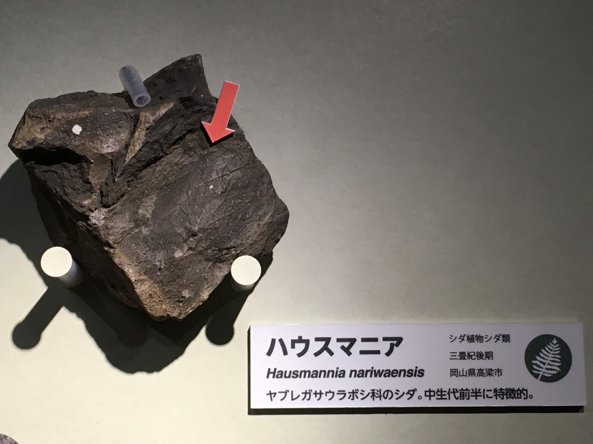 ハウスマニア / イベント: 恐竜博2016の写真