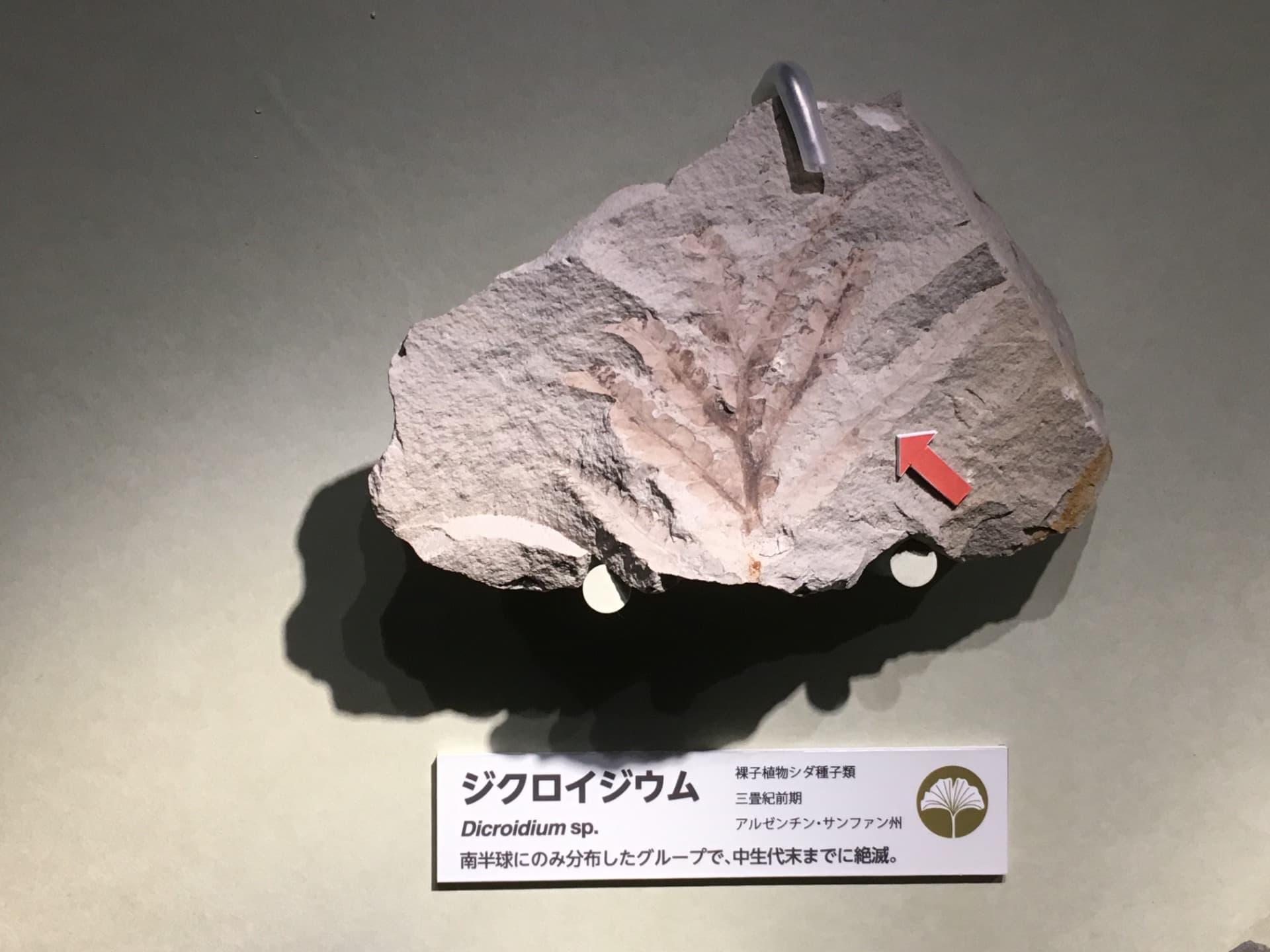 ジクロイジウム / イベント: 恐竜博2016の写真