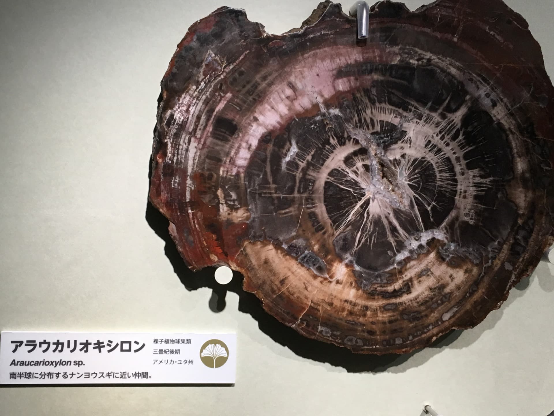 アラウカリオキシロン / イベント: 恐竜博2016の写真