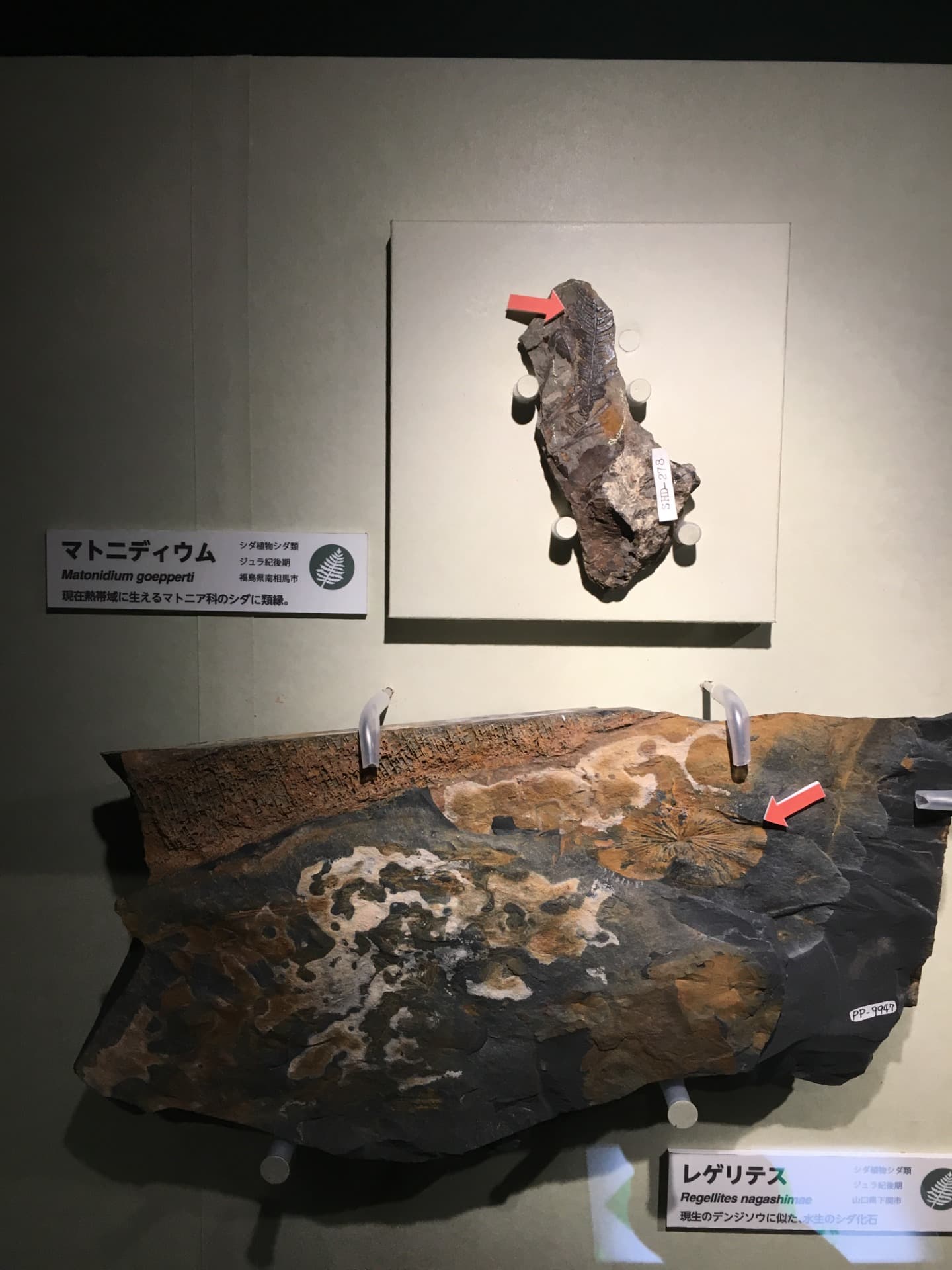 イベント: 恐竜博2016の写真